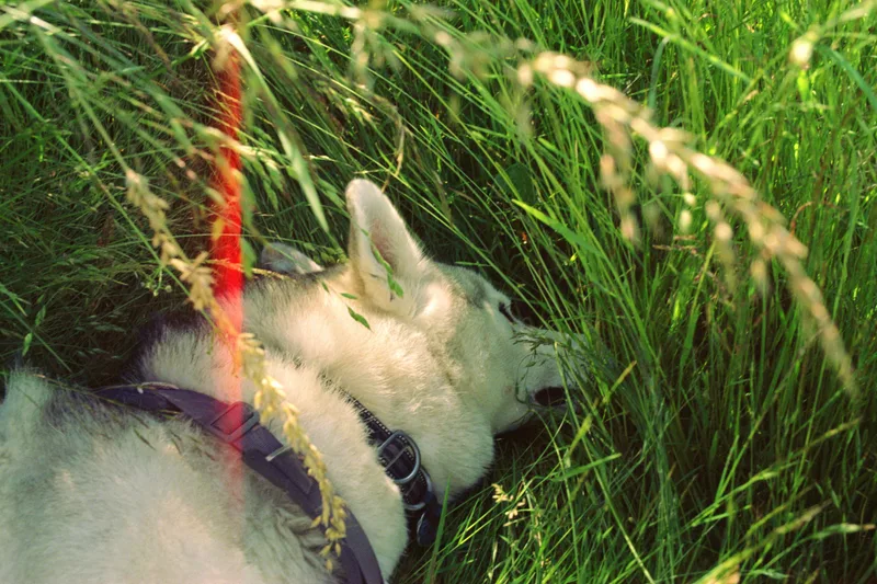 Film photo shot on Kodak Gold 200 with a Nikon FM3A, developed at Midwest Film Co, by Humberto Reyes