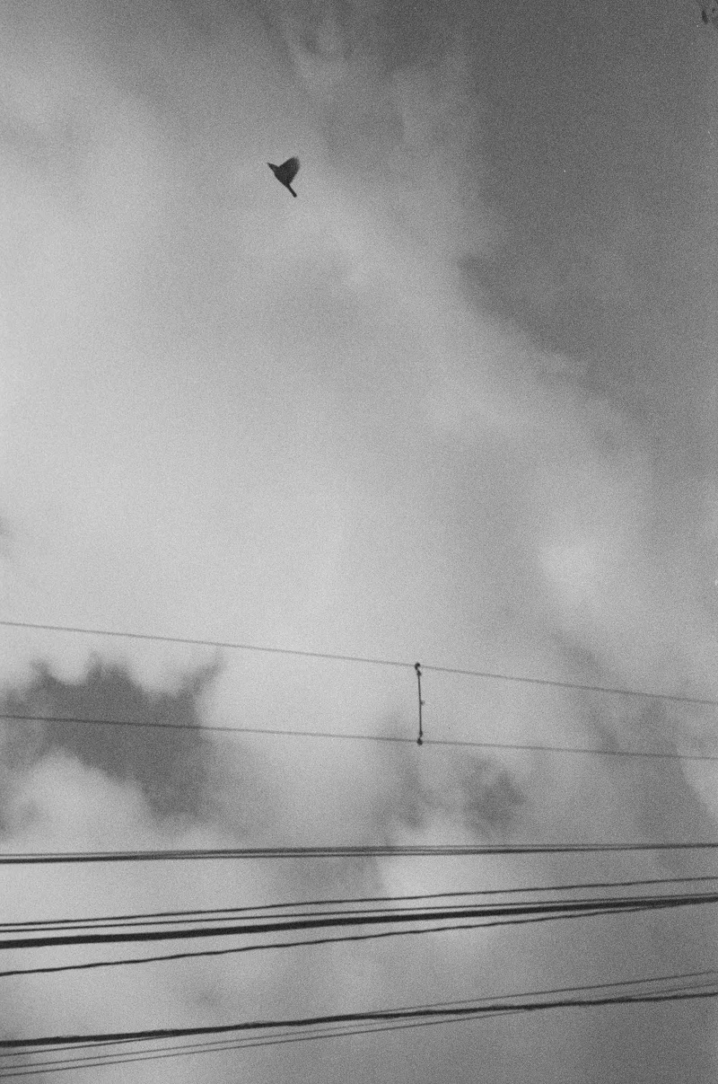 Out of line shot on Kodak Double-X 5222 with a Nikon F3, developed at Nanni Lab, by Gustavo Nanni