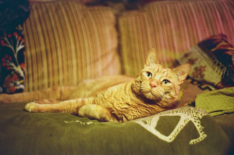 🧡 shot on Kodak UltraMax 400 with a Nikon F3, developed at Lumentation, by camael
