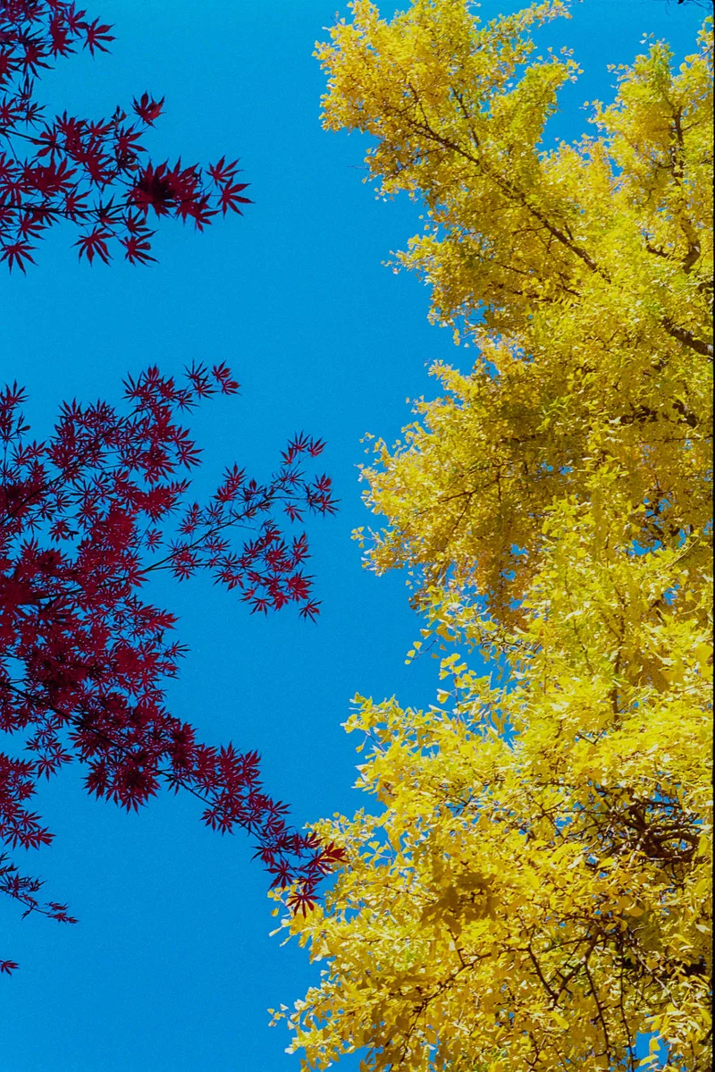 Red Yellow and Blue shot on Kodak ColorPlus 200 with a Ricoh XR-2, developed at Exposure Therapy, by Joshua Timpko
