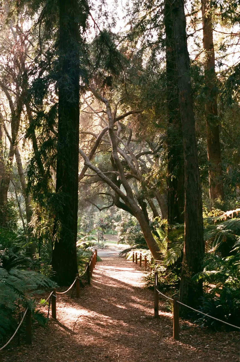Descanso Gardens shot on Kodak Portra 400 with a Minolta X-700, developed at Red Room Photo Lab, by Diego Lopez De Anda