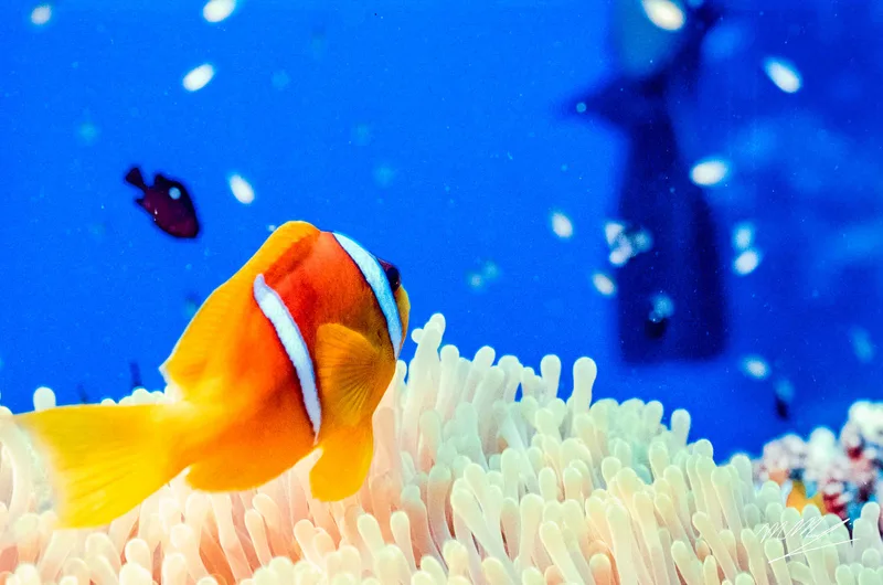 Clown fish staring at the sea shot on Kodak Portra 160 with a Nikonos RS, developed at Home / Self-Developed, by Marco Manuzzi