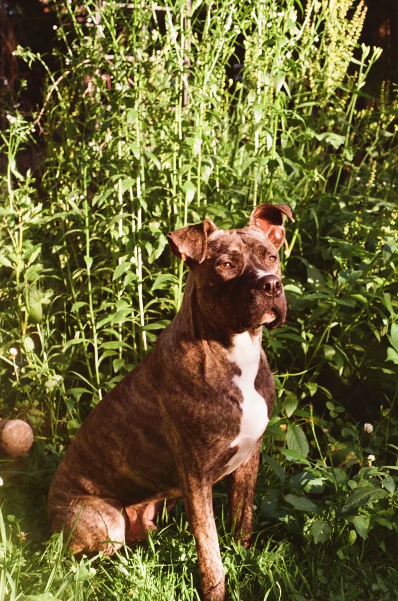 Ernie is Forrest’s Backyard shot on Kodak Gold 200 with a Pentax K1000, developed at Carman’s Fotosource, by Leela