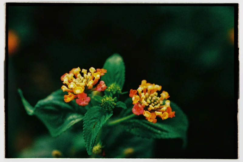 Film photo shot on Cinestill 400D with a Nikon F60, by João