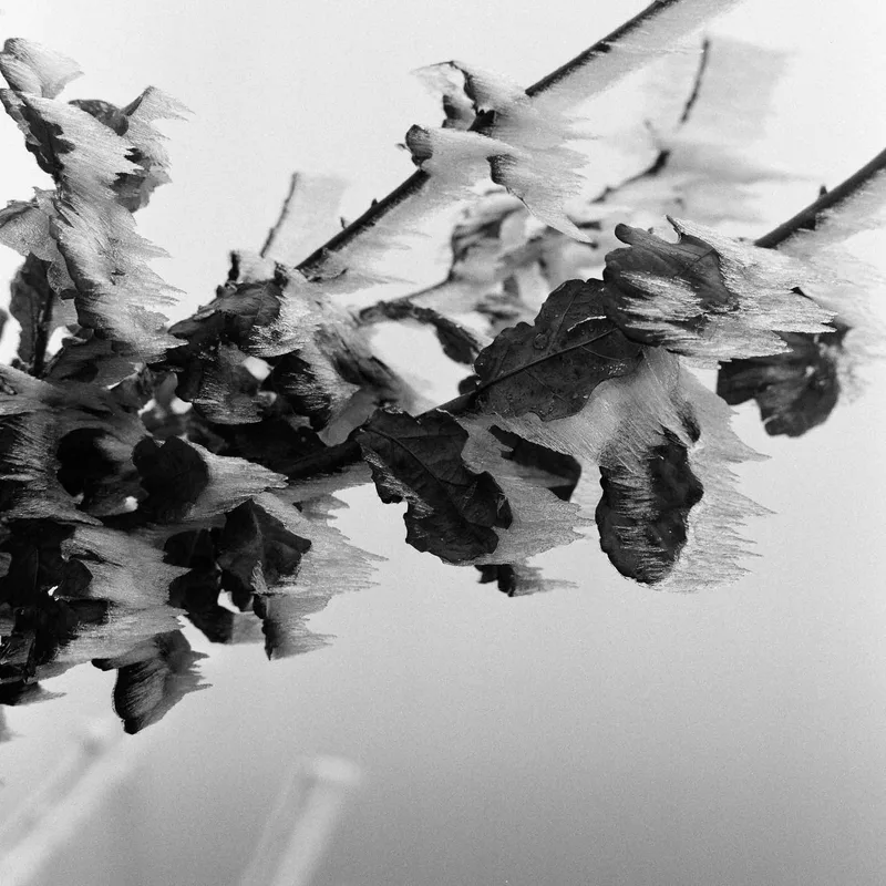 A Hoary Frost shot on Ilford HP5 Plus 400 with a Hasselblad 2000 FCW, developed at DevbyJannis, by Robster lobster