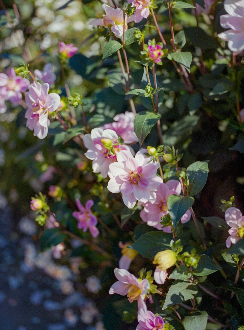 Parc floral shot on Fujifilm NGHII with a Mamiya 645 Pro TL, developed at Processus, by Léa Anoufa