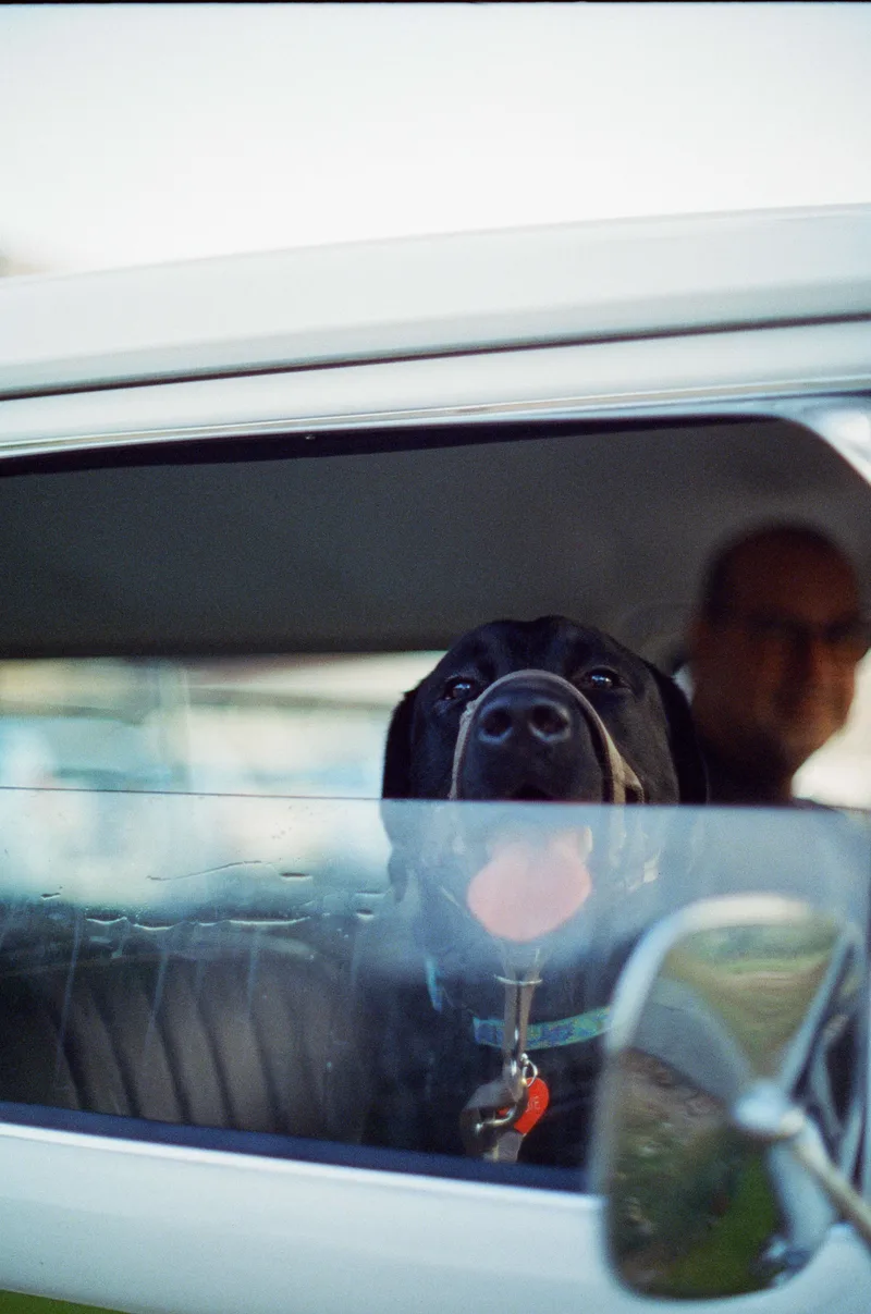 Blep 🐶 shot on Reflx Lab 800 with a Nikon F3, developed at Optik Oldschool, by Lena Rodin Braslavskaya