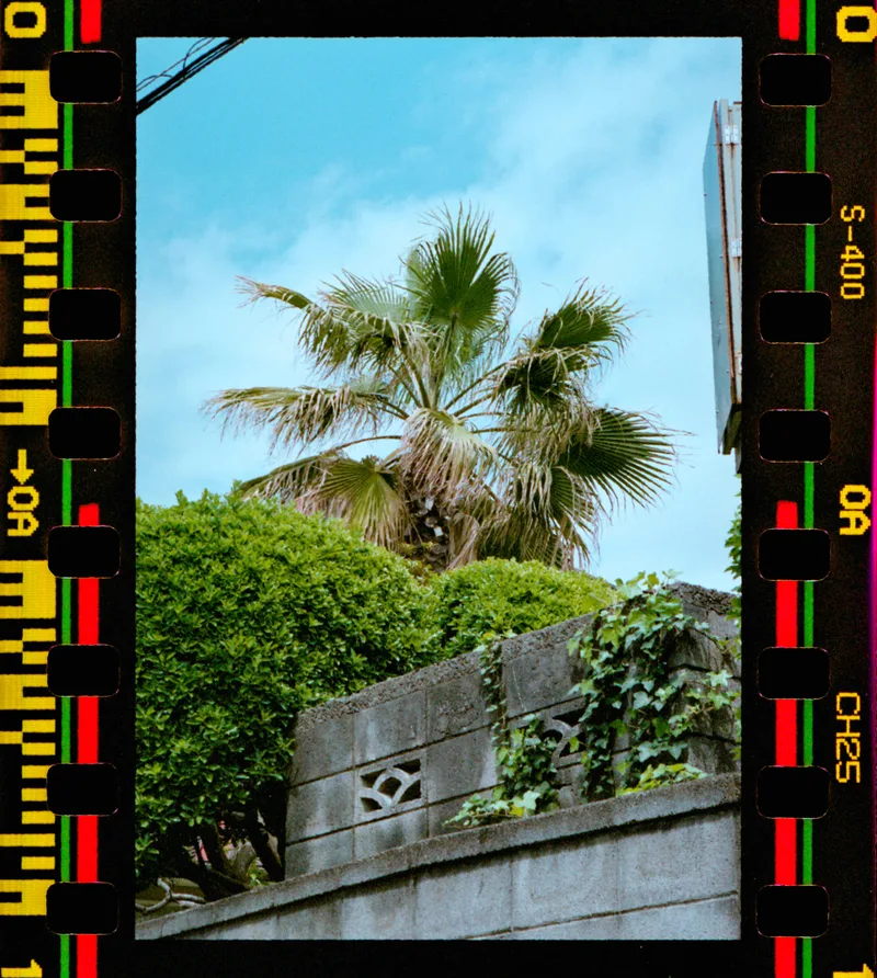 Tropical shot on Fujifilm Superia Premium 400 with a Contax G1, developed at Sakuraya Photography Lab, by $ickdude