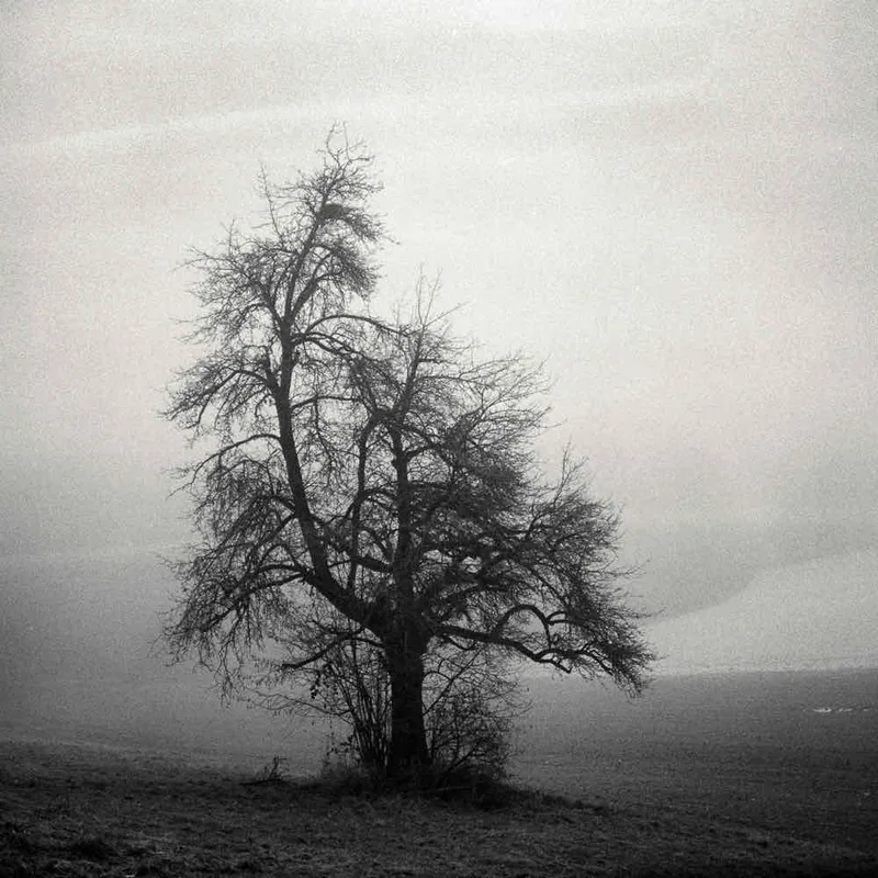 Film photo shot on Bergger Pancro 400 with a Pentacon Six TL, developed at Home / Self-Developed, by Denis Tofano