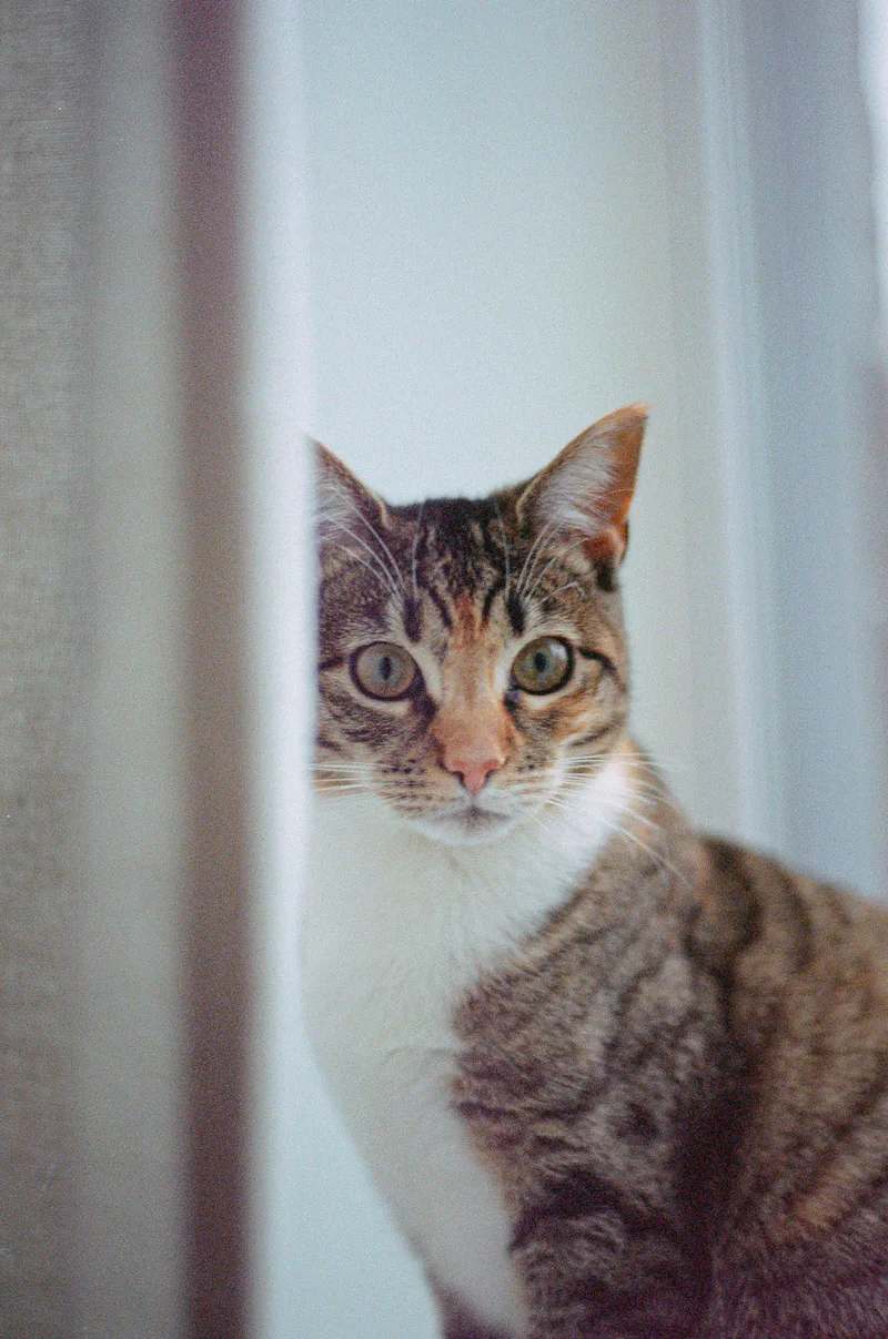 Kirby Cheesin shot on Kodak Portra 160 NC with a Nikon FG, developed at Exposure Therapy, by Joshua Timpko