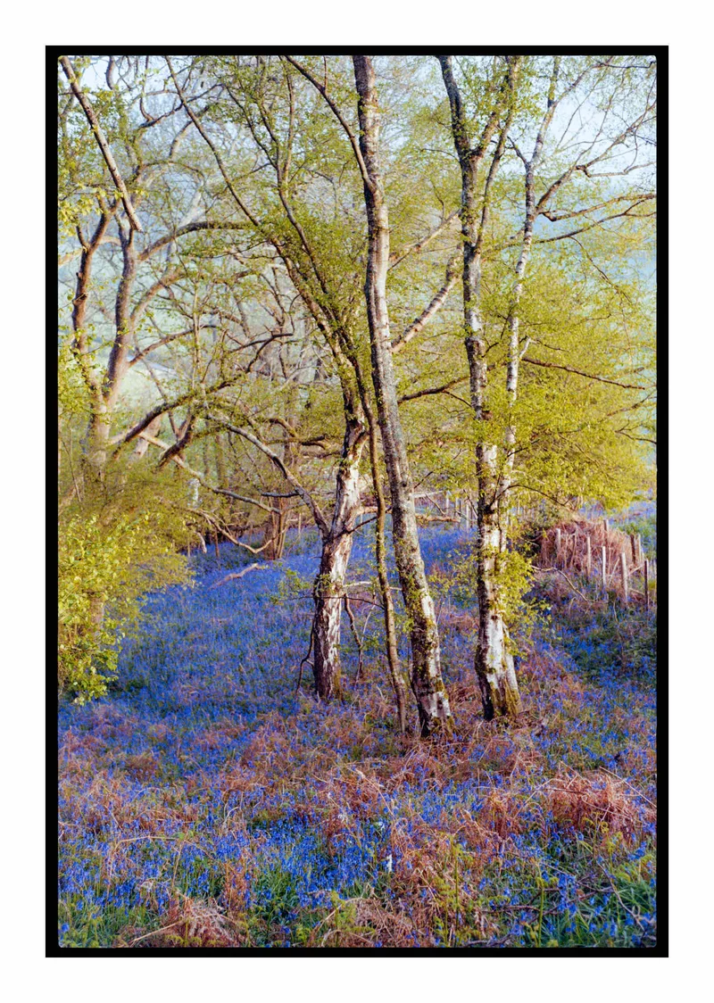 Bluebell Wood shot on Kodak Portra 160 with a Leica M6 TTL, developed at Home / Self-Developed, by Stuart Leeds