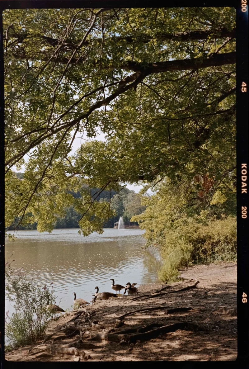Film photo shot on Kodak Gold 200 with a Fujica G690 BLP, developed at Home / Self-Developed, by Pseudocolor
