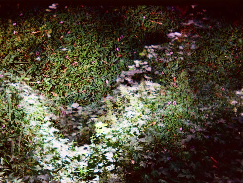 Untitled shot on Kodak Ektar 100 with a Lomo Simple Use, by Sonya Jilani