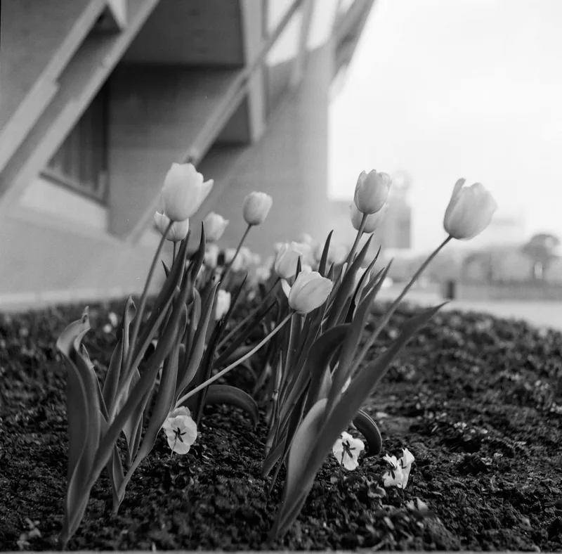 Film photo shot on Kodak Tri-X 400 with a Yashica C, developed at Fort Worth Camera, by Tom