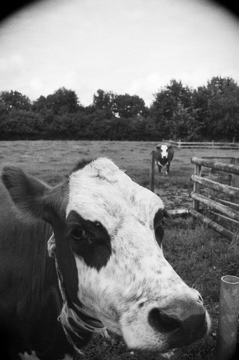Cow ya doin’ shot on Rollei RPX 400 with a Minolta X-370S, developed at Foto Verweij, by Sander