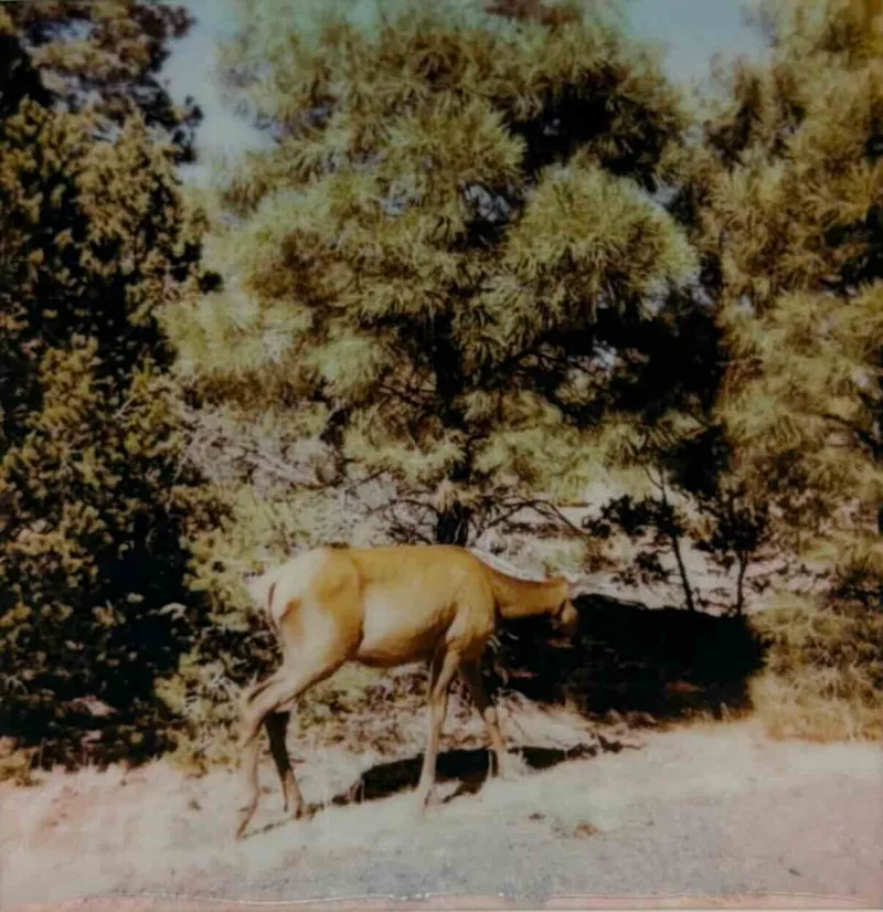 Elk Crossing shot on Polaroid i-Type with a Polaroid OneStep, developed at Home / Self-Developed, by Rye