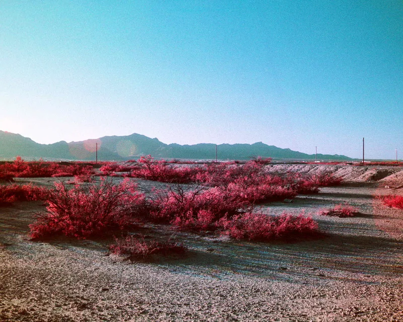 DIY Aerochrome shot on Ilford SFX 200 with a Nikon F3, by Nicholas Smith
