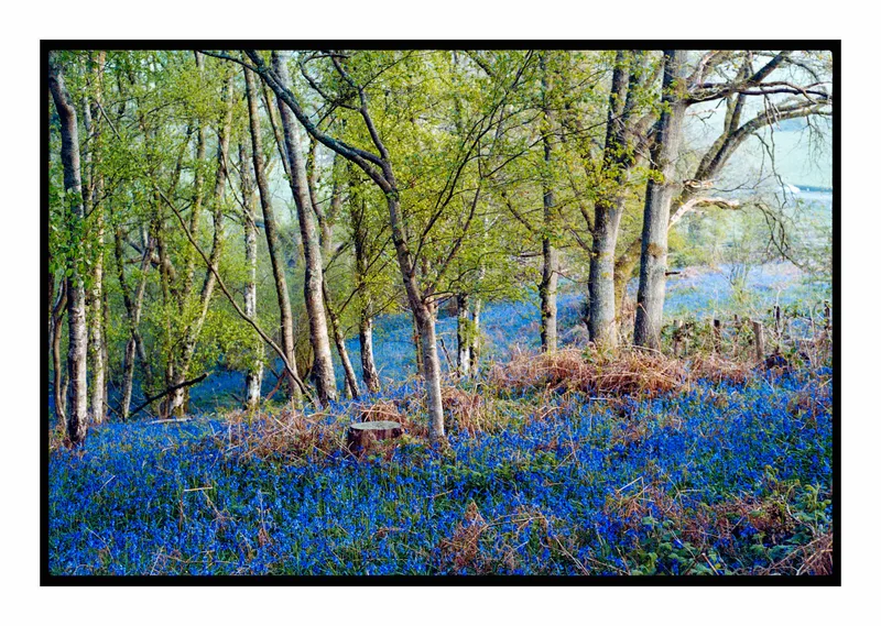 Bluebells shot on Kodak Portra 160 with a Leica M6 TTL, developed at Home / Self-Developed, by Stuart Leeds