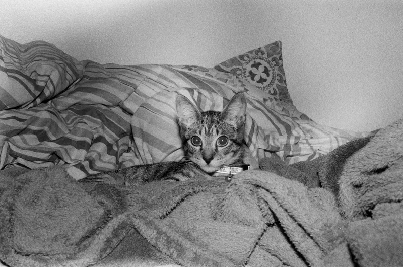 pitch dark flash cat shot on Ilford Delta 3200 with a Canon AE-1 Program, developed at Treehouse Hawaii, by neoneyelids