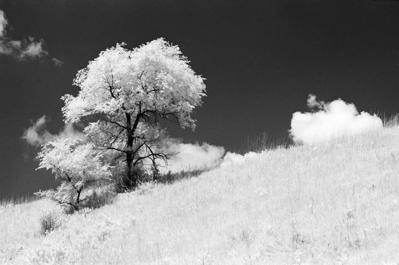 Dreamscape shot on Rollei Infrared 400 with a Olympus OM-1, developed at Home / Self-Developed, by Nate