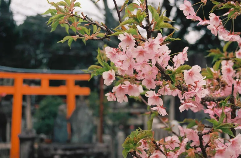 桜 shot on Kodak Ektar 100 with a Canon EOS 500, developed at Osawa Camera, by Lukas