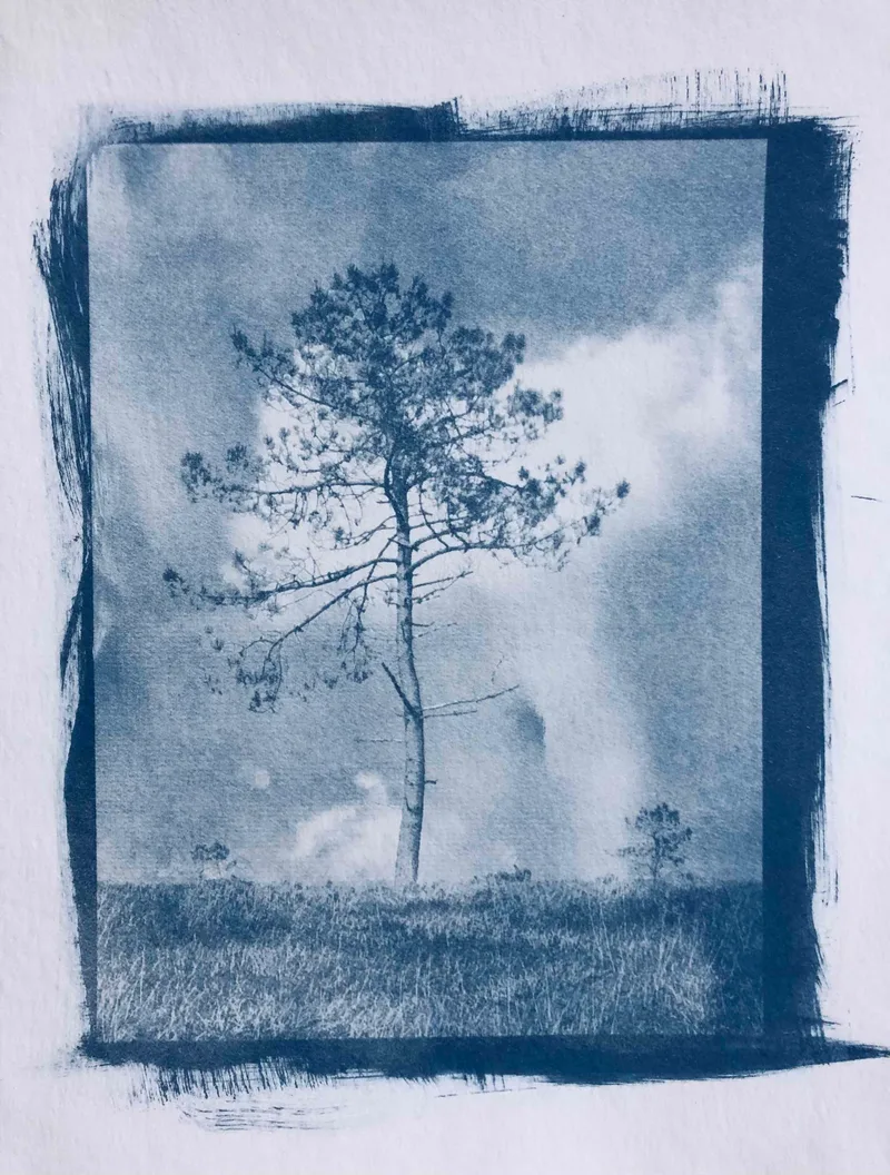 Tree on Menez Home, Brittany, France - Cyanotype on Hahnemühle aquarel paper shot on Foma Fomapan 100 Classic with a Holga 120N, developed at My own darkroom, by Hans- B. Sickler