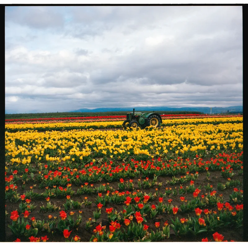 Tulips Forever shot on Kodak Portra 400 with a Mamiya 6MF, by Tyler