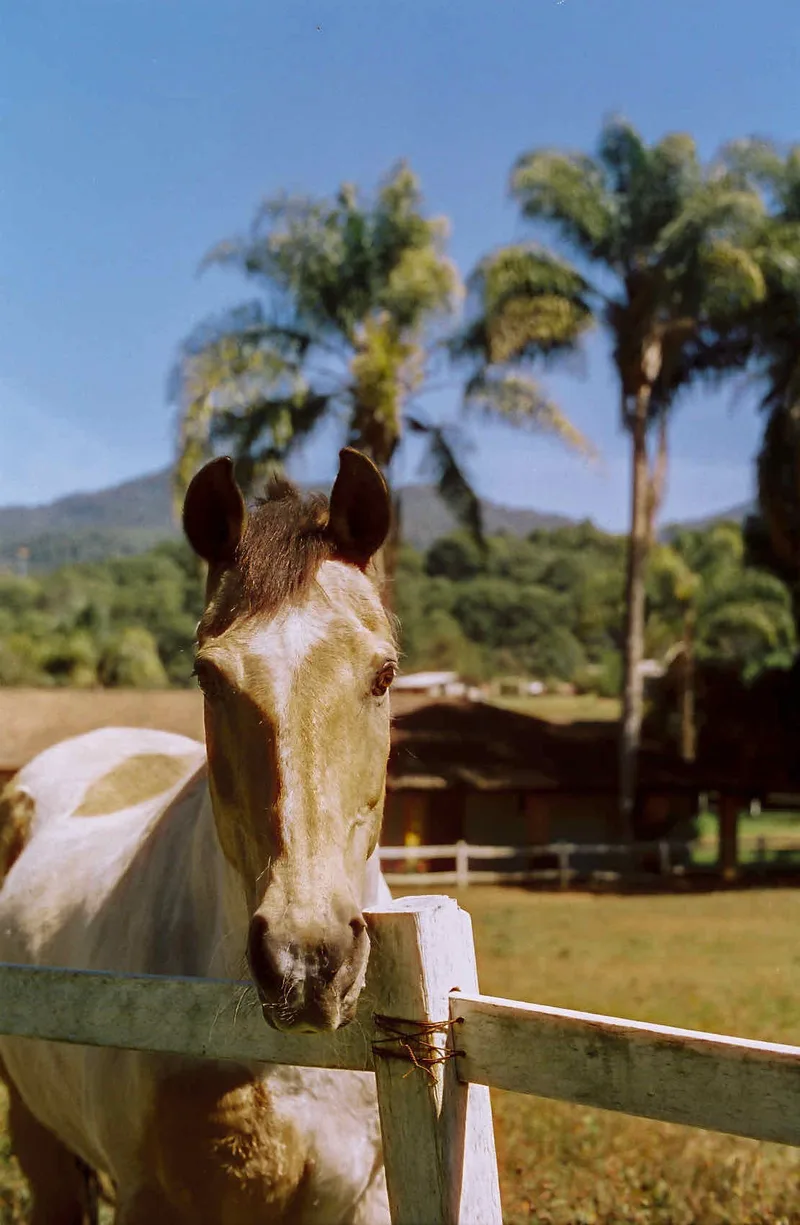 Horse with no name shot on Cinestill 400D with a Pentax Spotmatic II, developed at Dichroic Lab, by Andrea Ibarra