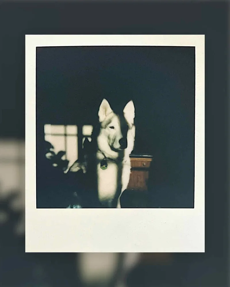 WFH perks shot on Polaroid SX-70 with a Polaroid OneStep, by Jones