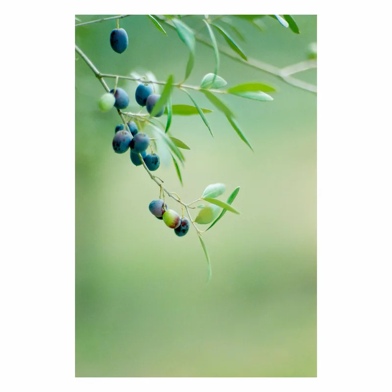 Olives shot on Agfa Vista Plus 200 with a Nikon FA, developed at Rapid Eye, by Alan Hill