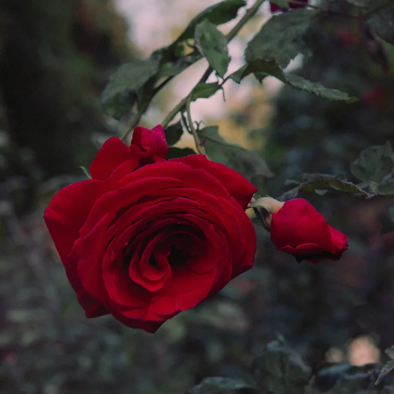 • rose • shot on Kodak Vision3 50D with a Rolleiflex 2.8F, developed at Home / Self-Developed, by Solivagant