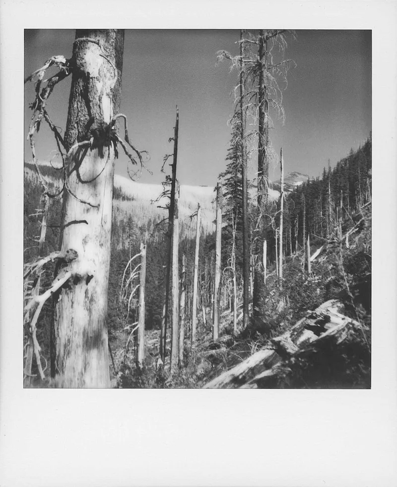 Mt. Hood National Forest shot on Polaroid B&W SX-70 with a Polaroid SX-70 Sonar, by Jeremy Kruse
