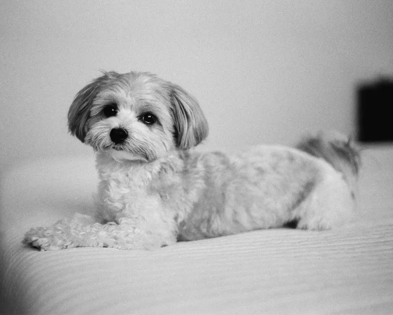 Film photo shot on Kodak Tri-X 400 with a Pentax SL, developed at Fulltone Photo, by Aaron