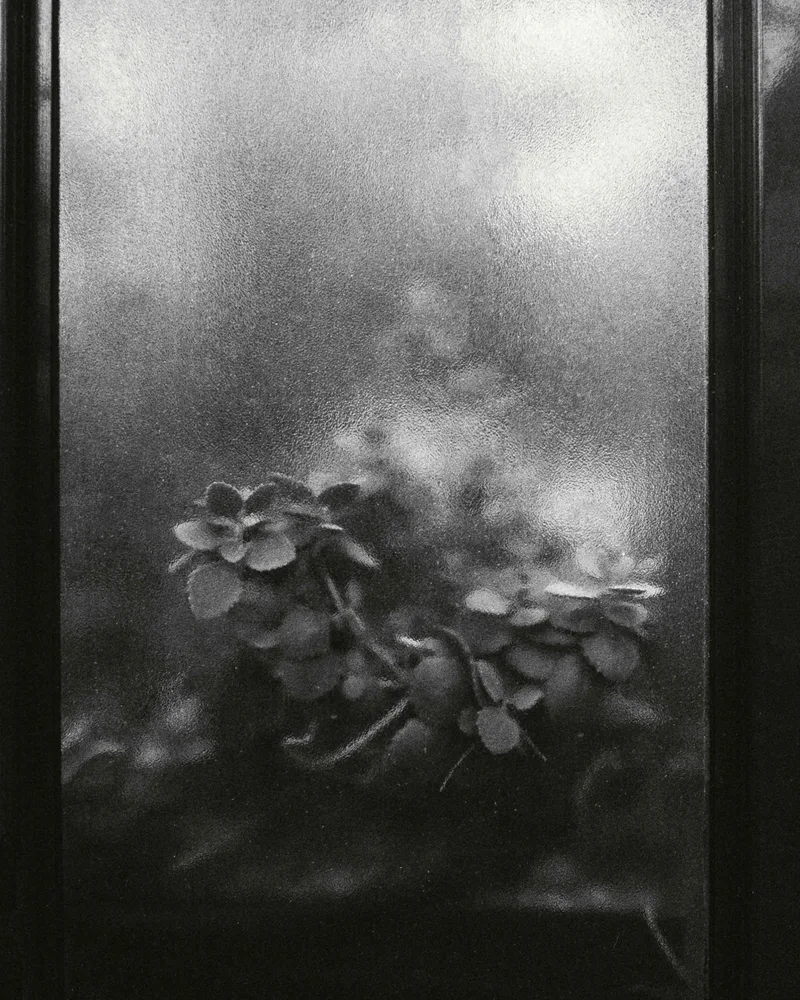 Film photo shot on Foma Fomapan 400 Action with a Nikon FM2n, developed at Home / Self-Developed, by haroon