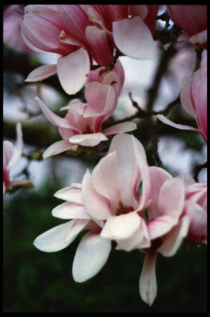 Film photo shot on Kodak UltraMax 400 with a Nikon F3, developed at DM Fotoparadies, by Frank