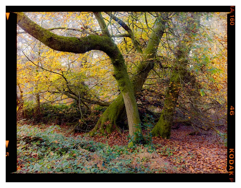 Autumnal Woodland shot on Kodak Portra 160 with a Zenza Bronica ETRS, developed at Home / Self-Developed, by Stuart Leeds