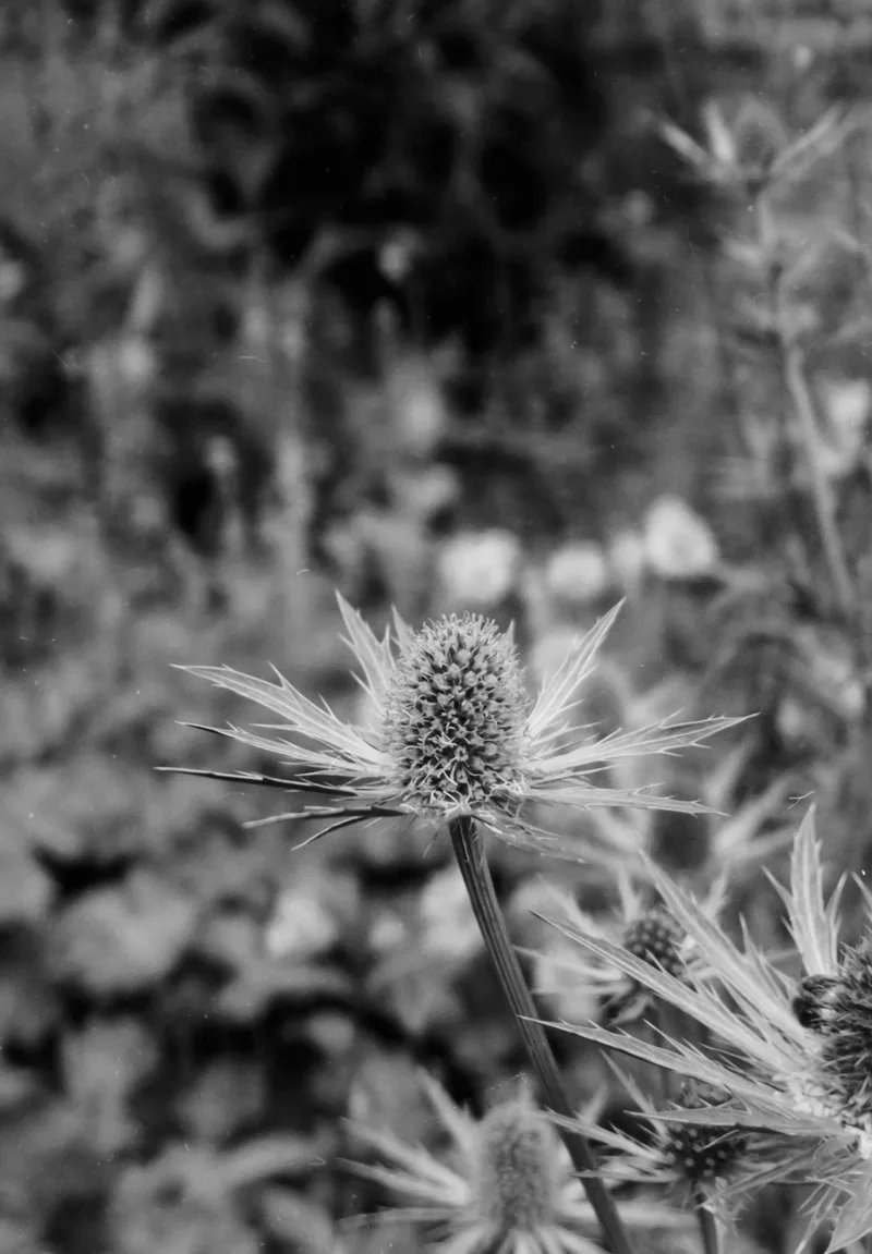 Prickly beauty. shot on Ilford PanF Plus 50 with a Rollei PregoAF, developed at Home / Self-Developed, by Mark Beadle