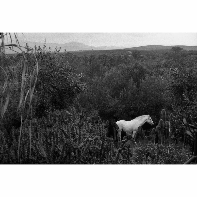 Villamartin shot on Foma Fomapan 400 Action with a Fujica ST801, developed at Home / Self-Developed, by Astrid