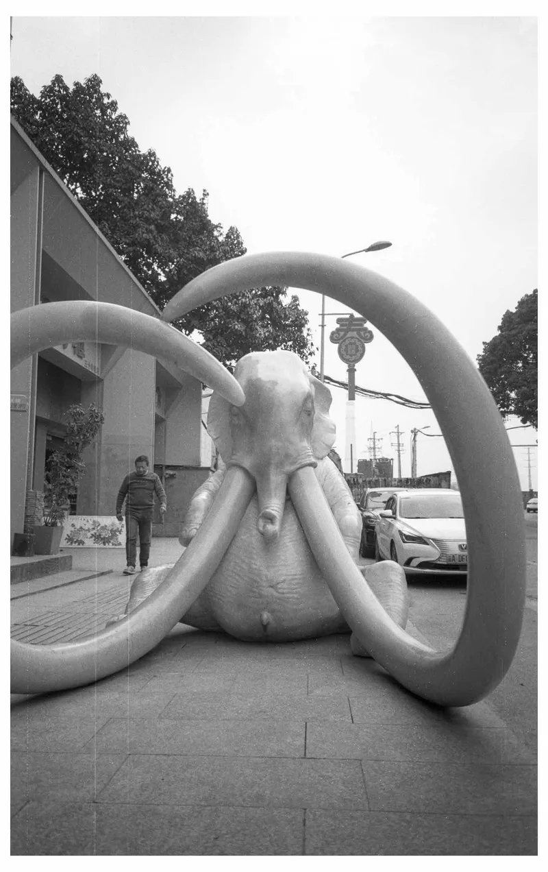 Tusk shot on Fujifilm Neopan Acros 100 with a Konica GenbaKantoku28WB, developed at MIRALIGHT, by BadMonkey