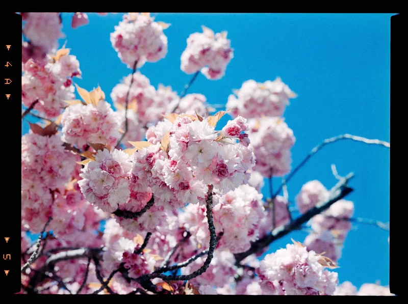 Spring shot on Optik Oldschool Opticolor with a Zenza Bronica ETR, developed at Home / Self-Developed, by Max