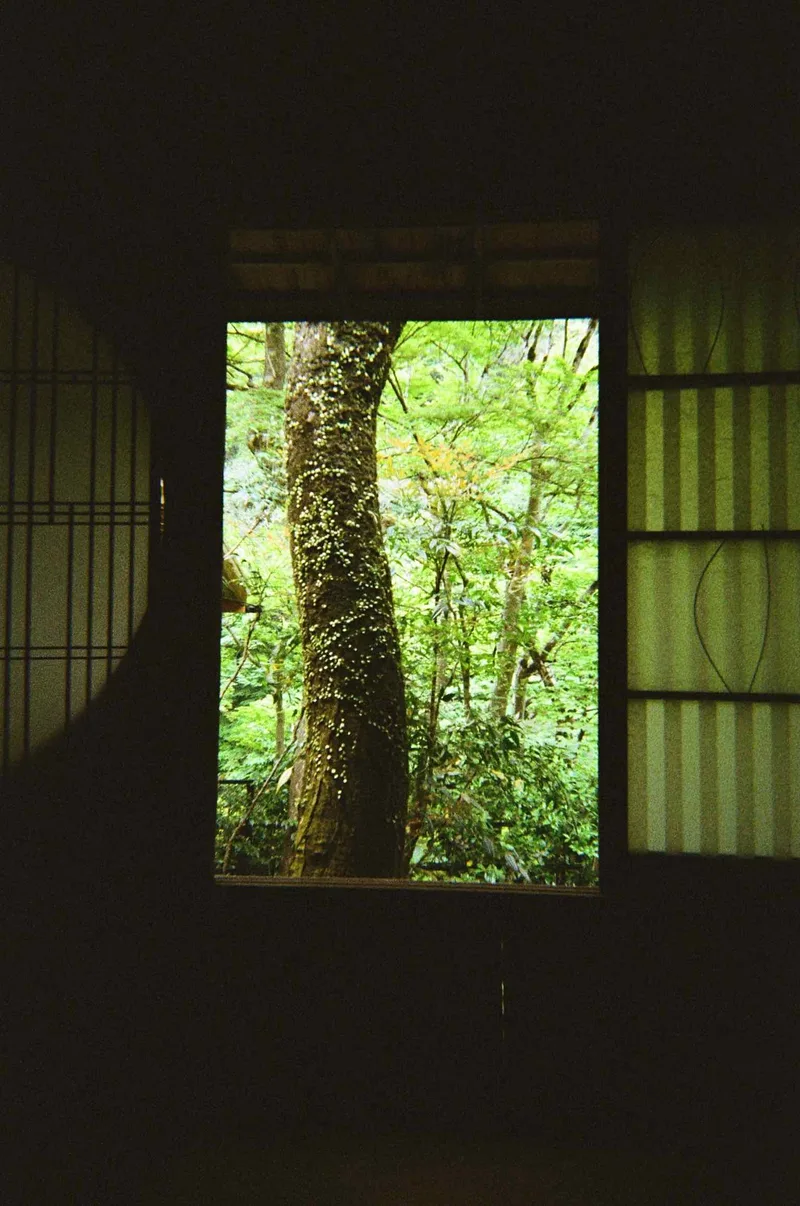 Somekobo Yumeyusai shot on Kodak UltraMax 400 with a Kodak Ultra F9, developed at Precision Camera, by Jeremy Cantu
