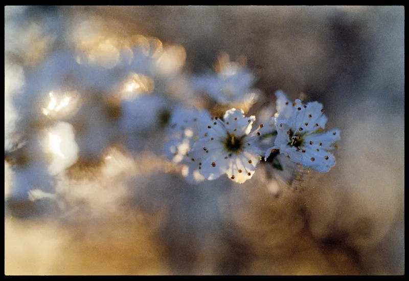 Spring on Film shot on Kodak UltraMax 400 with a Pentax LX, developed at Home / Self-Developed, by Stuart Leeds