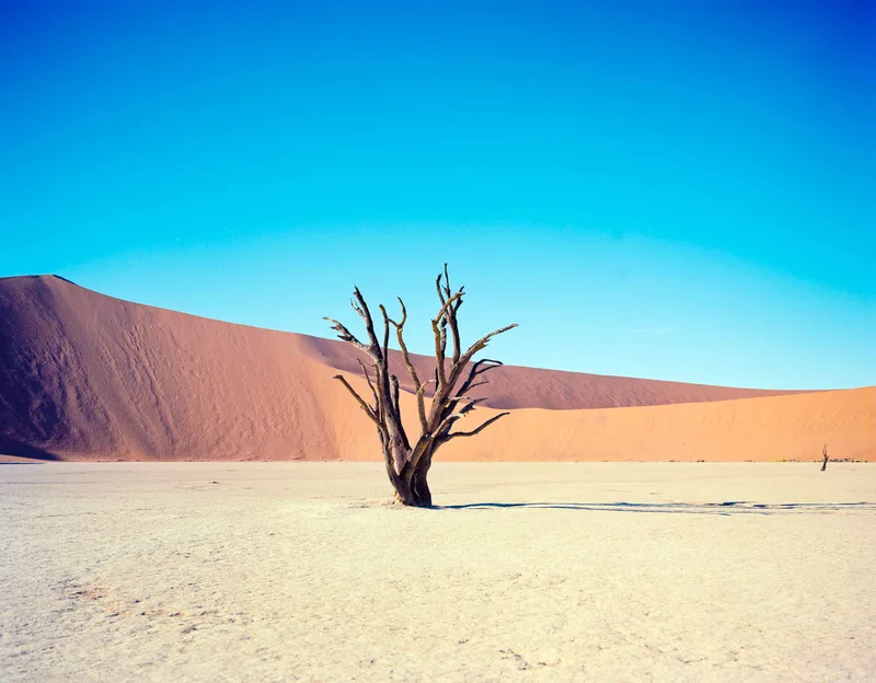 Deadvlei shot on Kodak Ektar 100 with a Toyo-Field 45A, by PatrickT