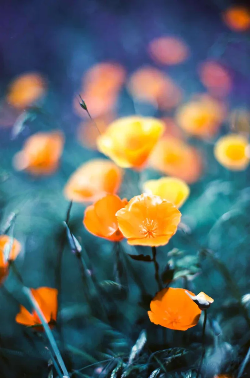 Orange Flowers shot on SUN with a Canon AE-1 Program, developed at Kenmore Camera Photo Lab, by Camilla