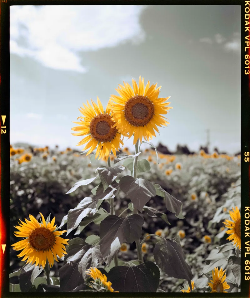 Himawari shot on Kodak Vericolor II with a Mamiya 7, developed at Home / Self-Developed, by Nicholas Smith