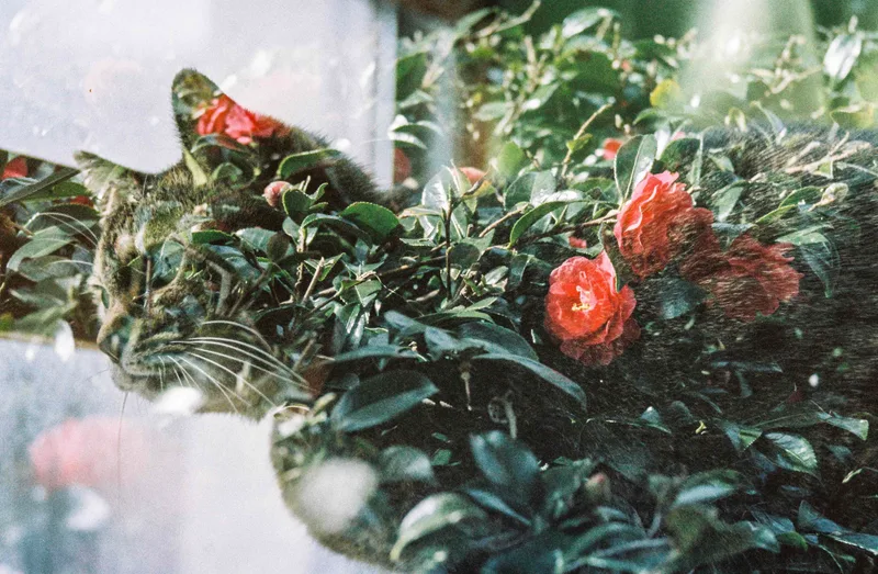 Film photo shot on Orwo Wolfen NC400 with a Nikon FE, by s.hituji
