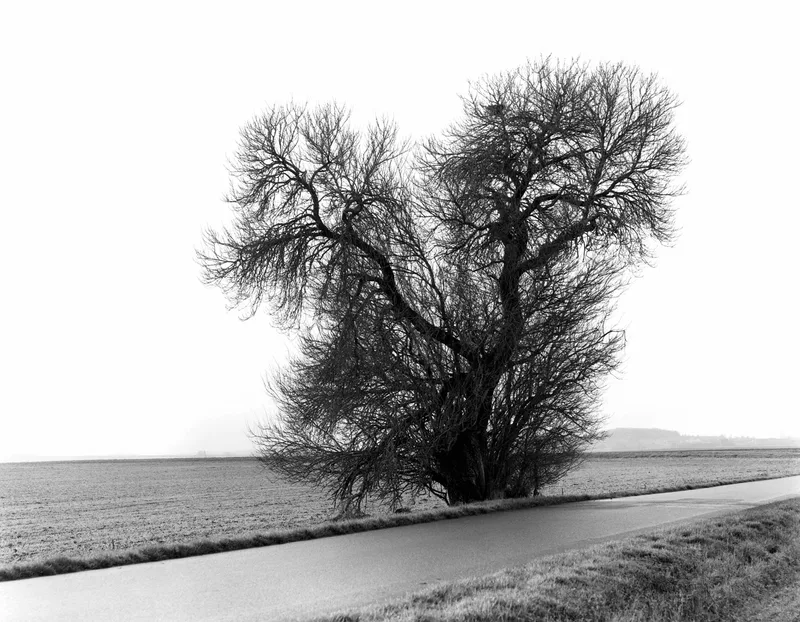 Film photo shot on Ilford Ilford with a Graflex Crown Graphic, by Romain Bourreau
