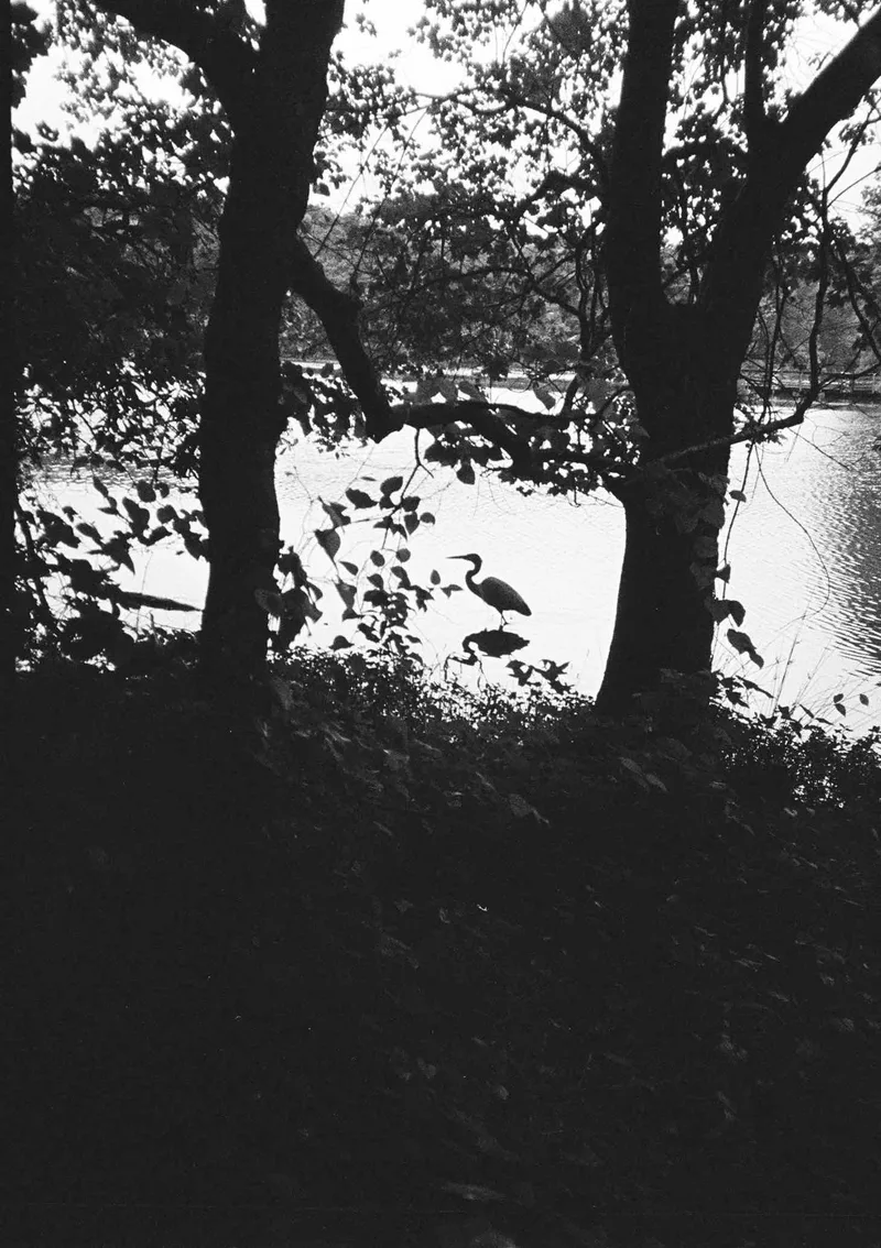 Silhouetted Heron shot on Kodak Tri-X 400 with a Konica Recorder, developed at Robert's Camera, by Drew