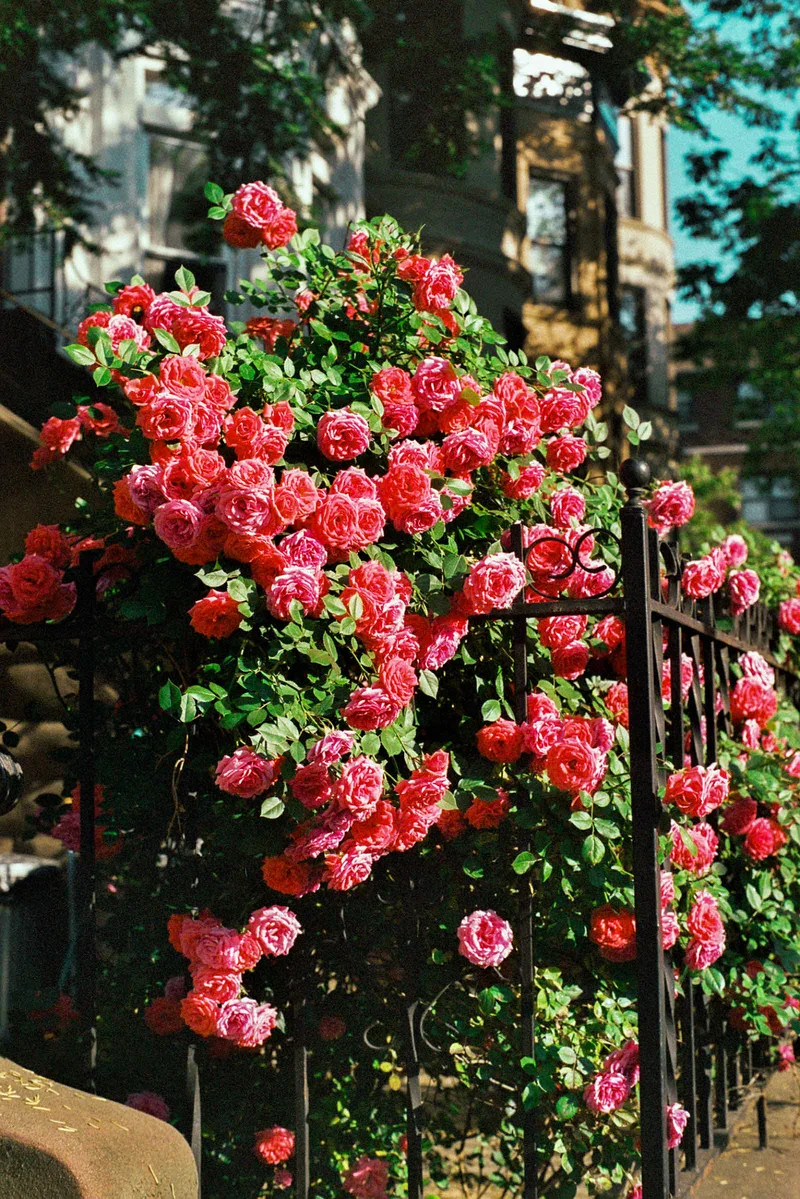 Pretty in Pink shot on Fujifilm Superia X-TRA 400 with a Minolta XG-7, developed at Exposure Therapy, by Joshua Timpko