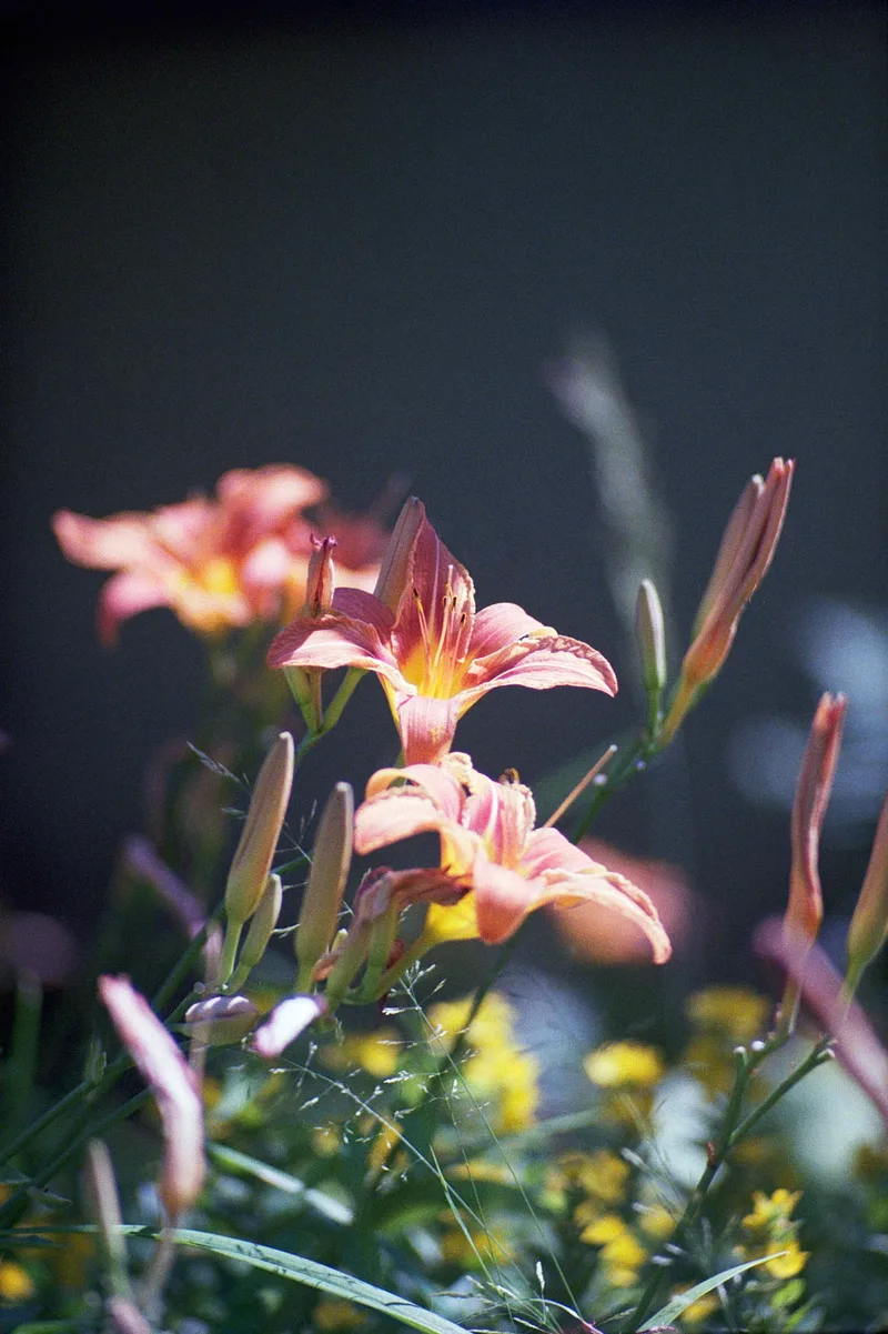 Flower Power shot on Kodak ColorPlus 200 with a Praktica LTL, developed at Home / Self-Developed, by Tim de Kyrke